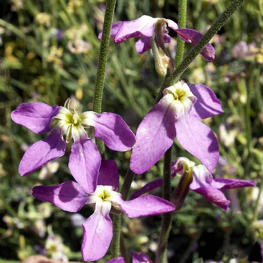 Evening Scented Stock – Fragrant Wildflower Garden Seeds