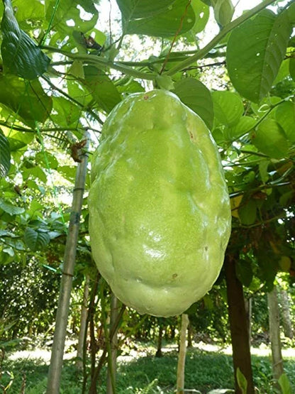 Giant Granadilla Passion Fruit Passiflora Quadrangularis – Climbing Fruit Vine Seeds