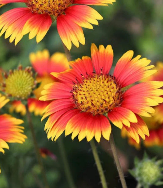 Indian Blanket Flower Gaillardia Pollinator Attracting Flower Seeds