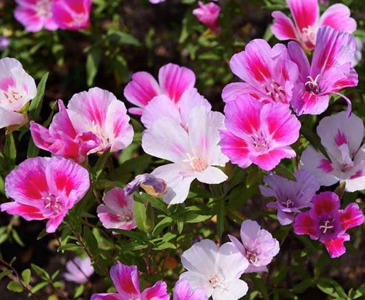 Farewell To Spring – Colorful Garden Flower Seeds