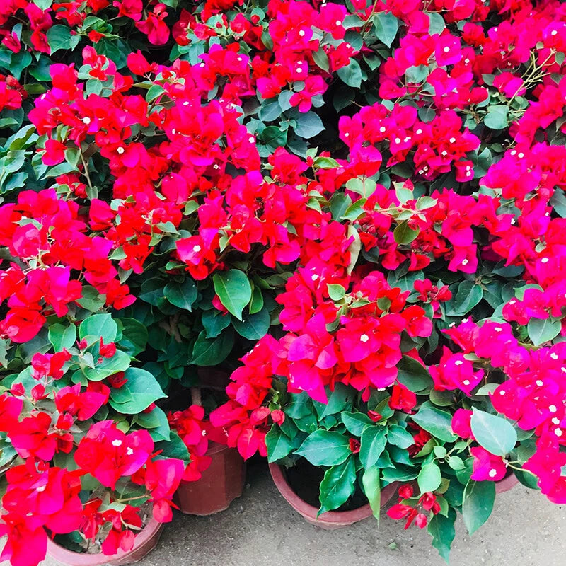 Mixed Color Flower Seeds – Garden and Balcony Flower Plants