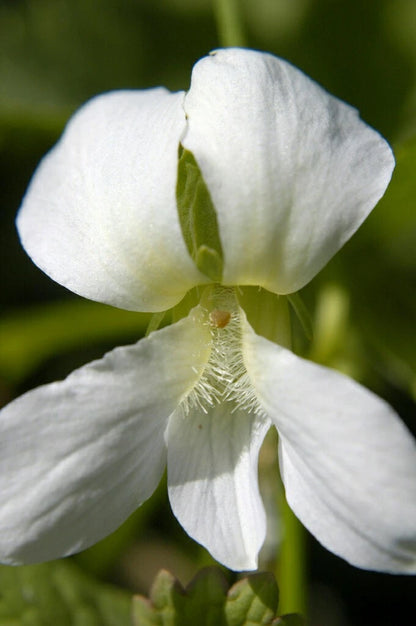 White Blue Violet Viola Sororia Native Wildflower Seeds