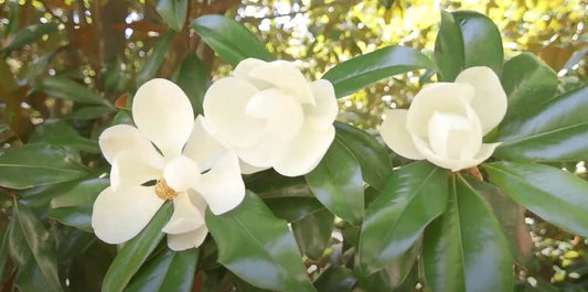 Magnolia Grandiflora Cold Hardy Southern Bull Bay Fragrant Tree – – Product Image