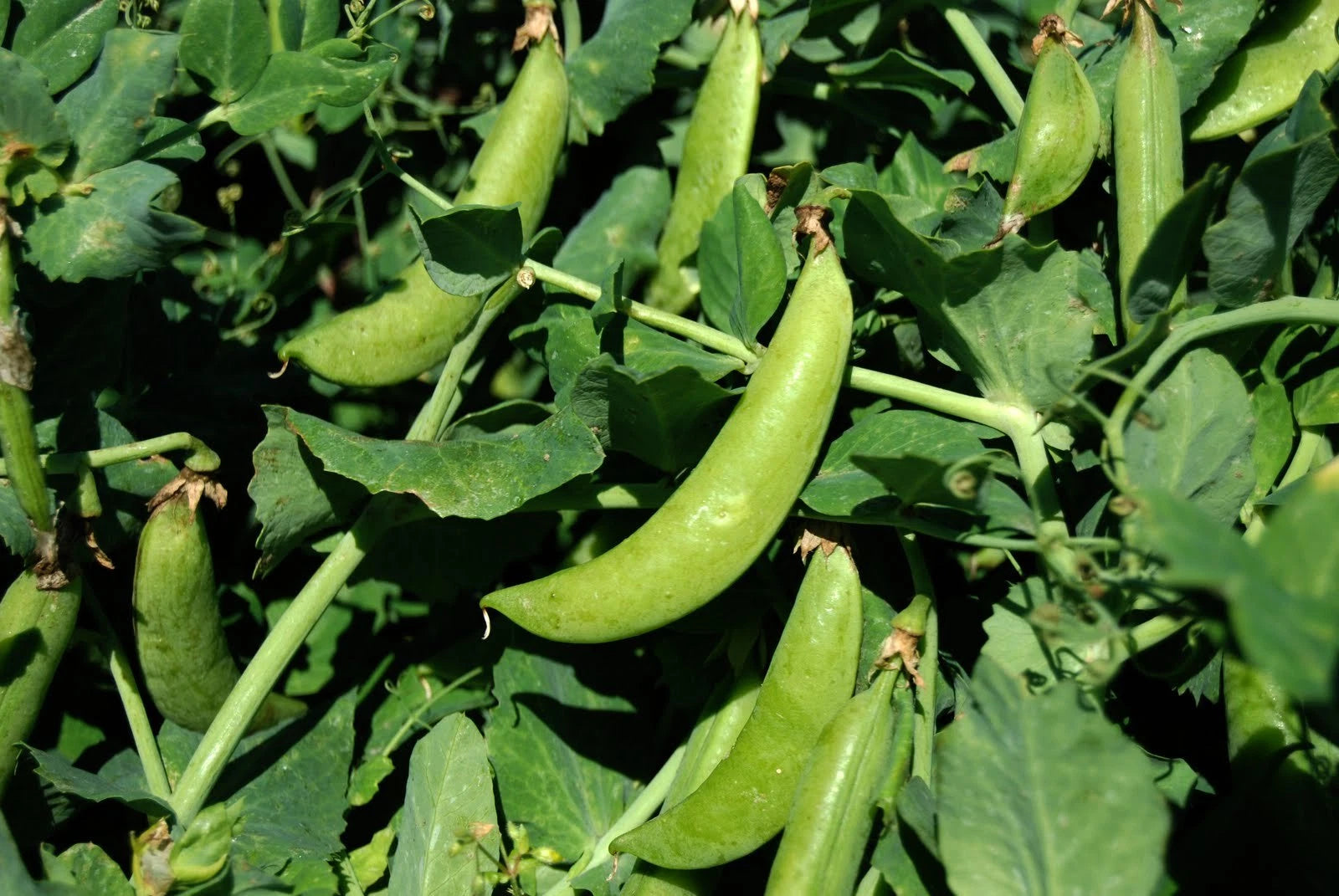 Sugar Snap Pea – Garden Flower Seeds for Planting