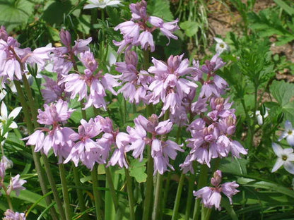 Wood Hyacinth Spanish Bluebell – Colorful Perennial Flower Seeds