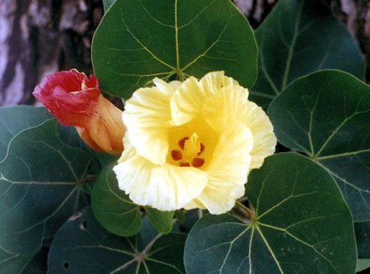Thespesia Populnea Seeds Flower Seeds for your garden