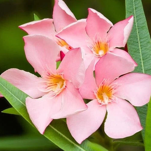 Oleander Nerium Salmon Pink Flowering Shrub Seeds