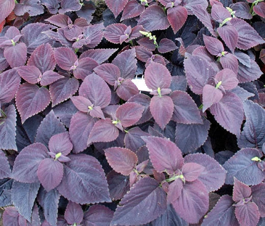 Coleus Dark Chocolate Solenostemon Scutellarioides – Colorful Foliage Garden Seeds