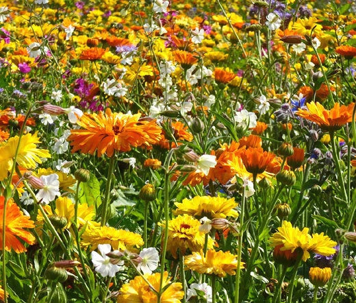 Wildflower Mix 3B – Bee, Bird, Butterfly Friendly Garden Flower Seeds