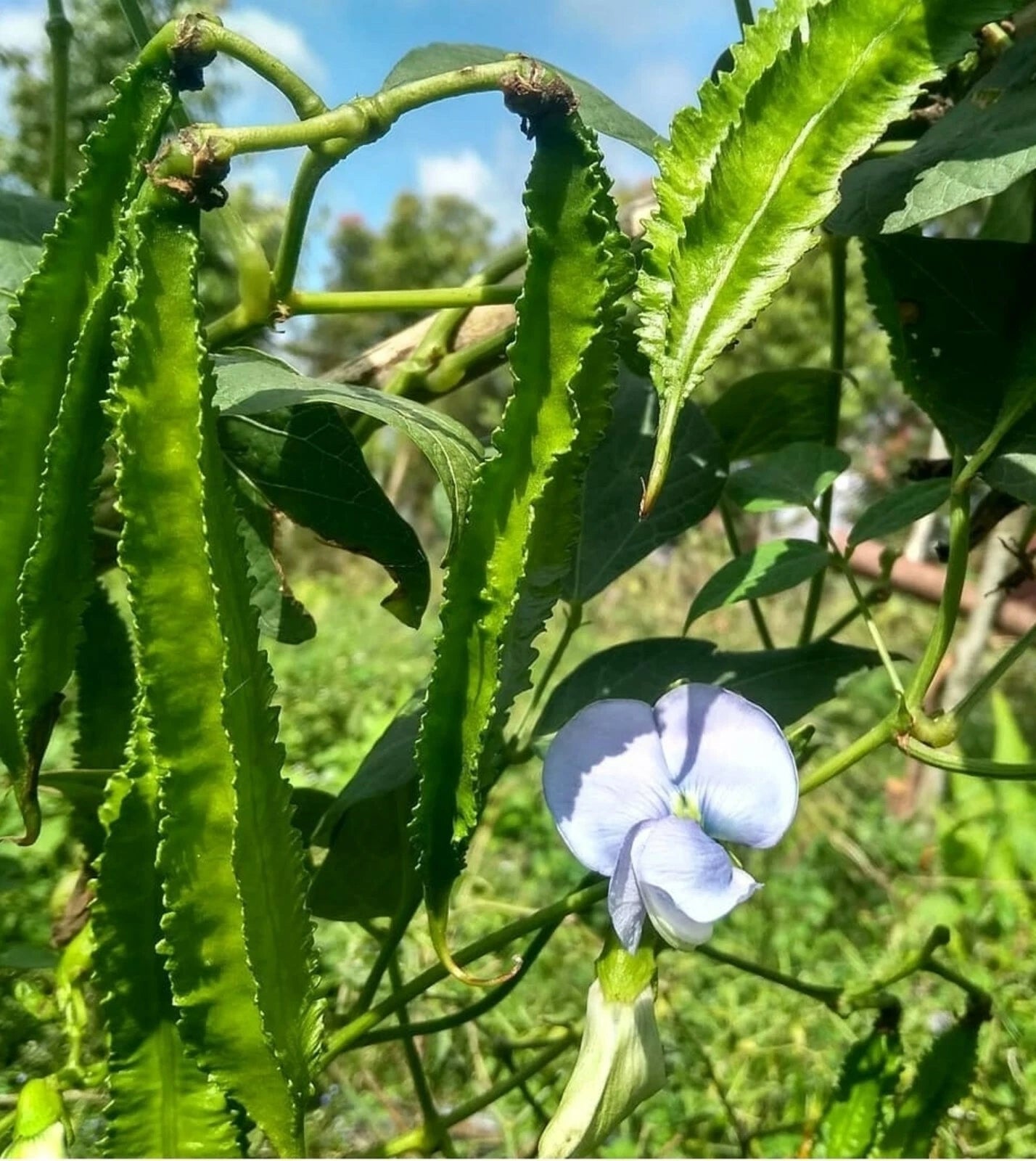 Winged Bean Psophocarpus Tetragonolobus – Nitrogen Fixing Vegetable Seeds