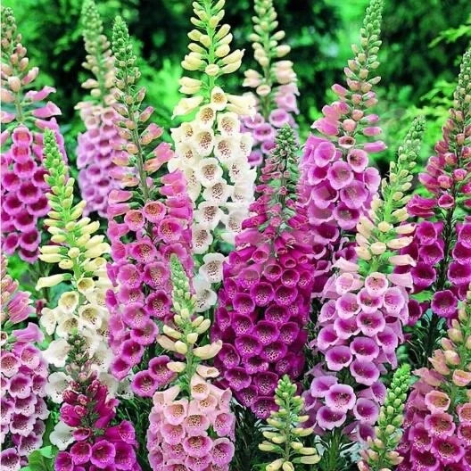 Foxy Foxglove Digitalis – Mixed Color Garden Flower Seeds