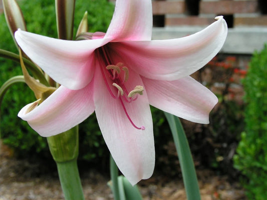 Crinum Lily Bulbispermum – Garden Flower Seeds for Planting