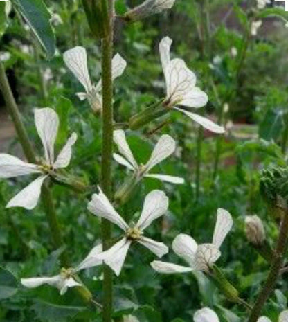 Arugula Eruca Sativa – Fast Growing Leafy Vegetable Seeds
