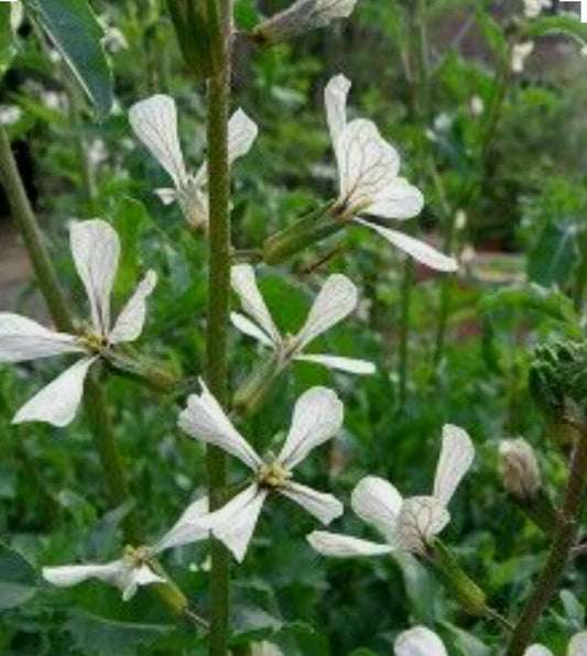Arugula Eruca Sativa – Fast Growing Leafy Vegetable Seeds
