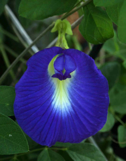 Butterfly Pea Clitoria Ternatea Blue Climbing Flower Seeds
