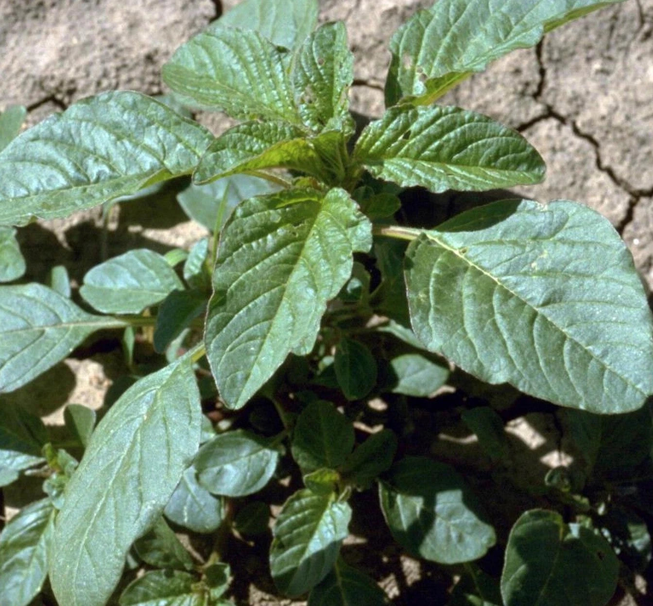Red Root Pigweed Amaranthus Retroflexus – Edible Herb Seeds