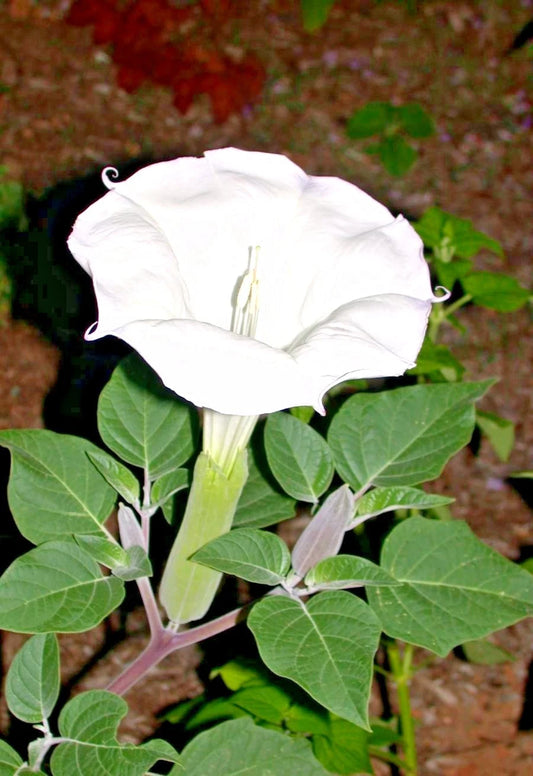 Jimson Weed Datura Stramonium – Ornamental Flower Seeds