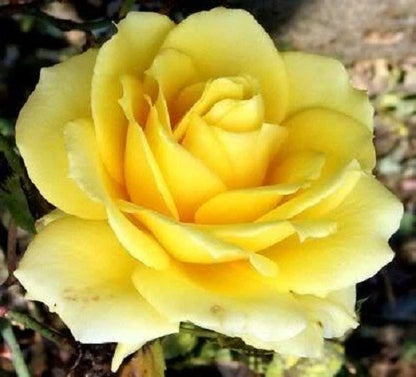 Bag Rose Seeds Mix Rose Seeds Beautiful Perennial Flowers - Colorful