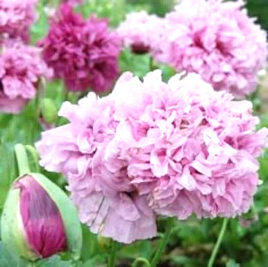 Polyphyll Purple Tree Peony Paeonia Suffruticosa Perennial Flower Seeds