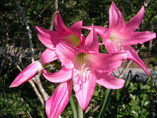 Crinum Lily Kenya King Large Flowering Bulb Seeds