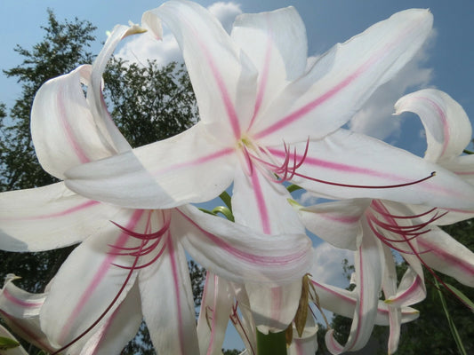 Crinum Lily Exotica Jumbo Blooming-size Bulb New Amazing - Flower