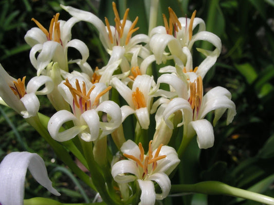 Crinum Lily Pedunculatum Austrailian Species Jumbo Blooming-size Bulb