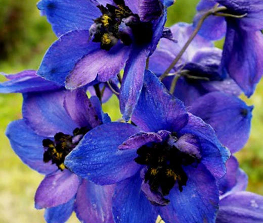 Delphinium Black Knight Delphinium Cultorum – Hardy Garden Flower Seeds