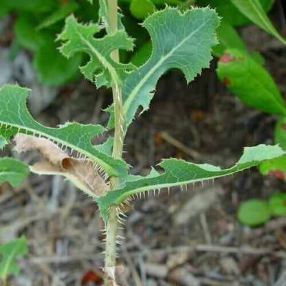 Prickly Lettuce Lactuca Serriola – Edible Herb Garden Seeds