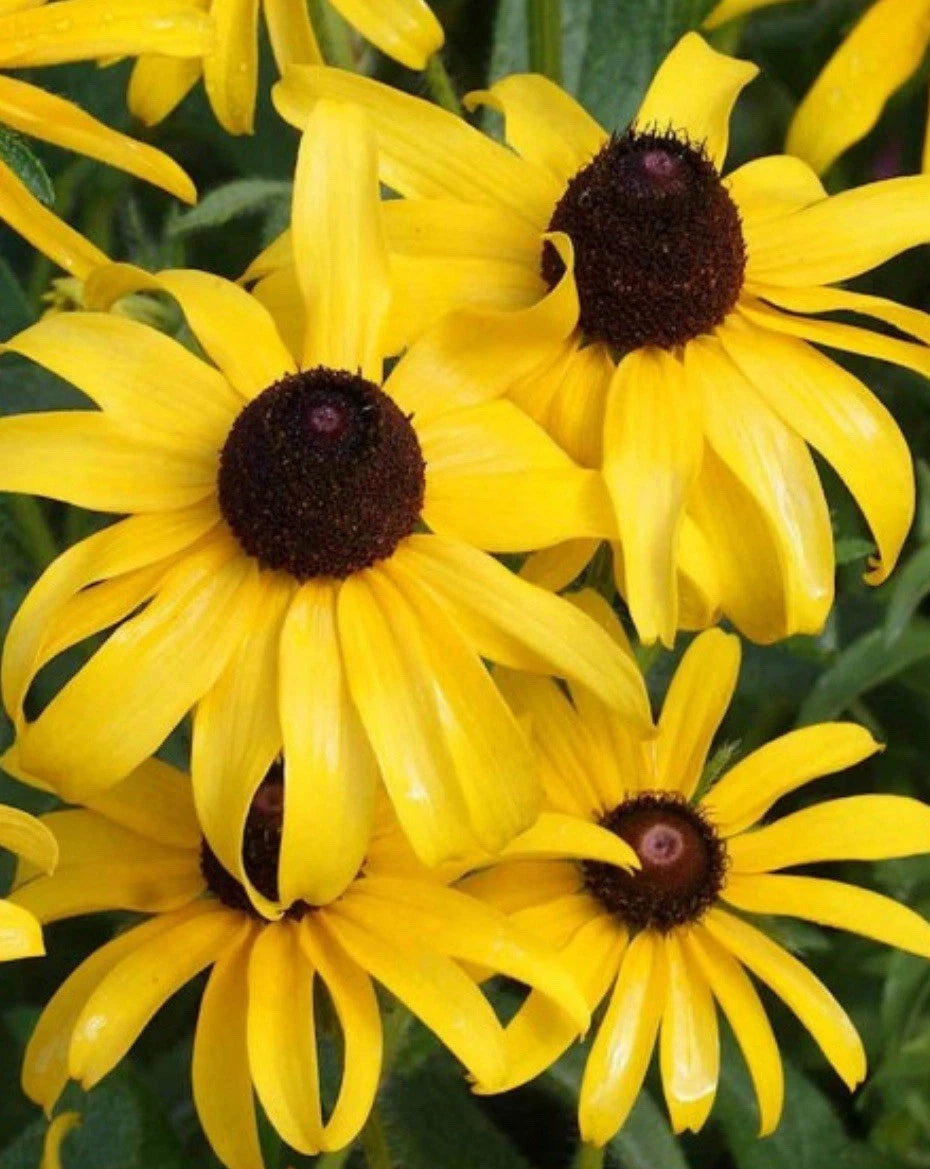Black Eyed Susan Goldilocks Rudbeckia Double Bloom Flower Seeds