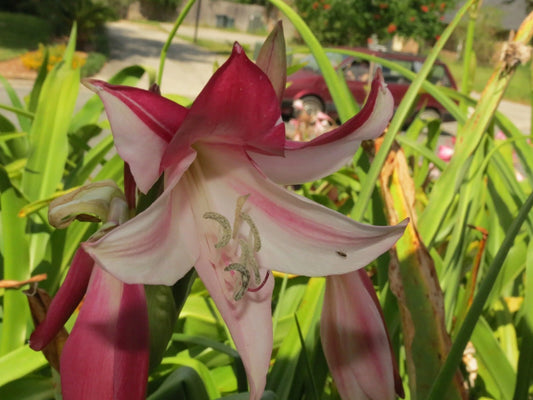 Crinum Lily Lorraine Clark Variegated Large Blooming-Size Bulb New