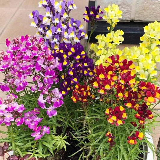 Linajola Comune Linaria – Garden Flower Seeds