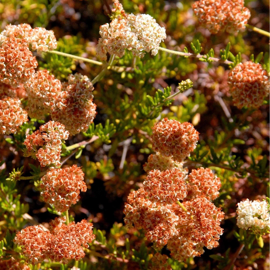 Dwarf California Buckwheat Eriogonum Fasciculatum Perennial Flower Seeds