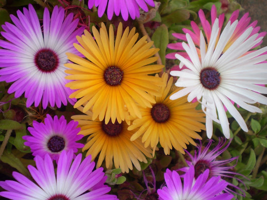 Livingstone Daisy Dorotheanthus Bellidiformis Colorful Flower Seeds