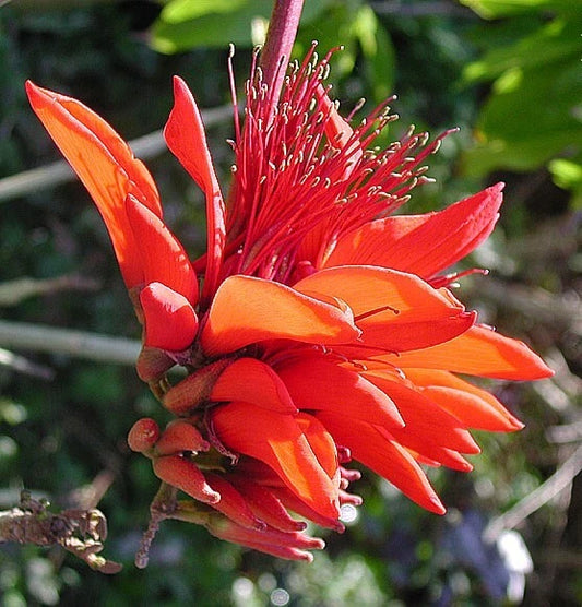 Coral Tree Erythrina Arborescens Flowering Tropical Tree Seeds