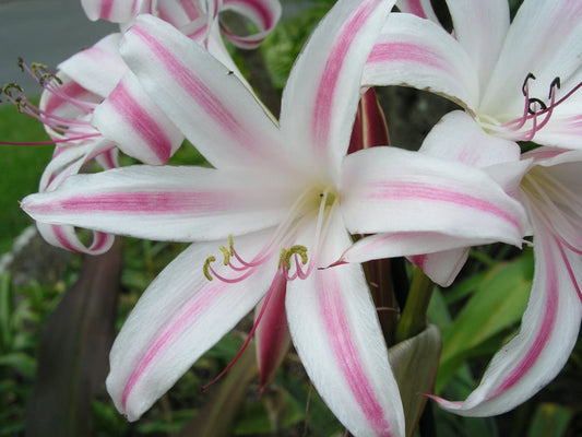 Crinum Lily Grab Bag 6 Types - Off - Flower Seeds