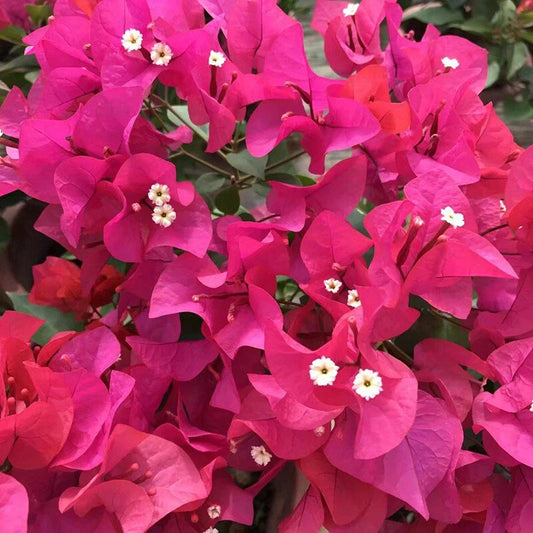 Mixed Color Flower Seeds – Garden and Balcony Flower Plants