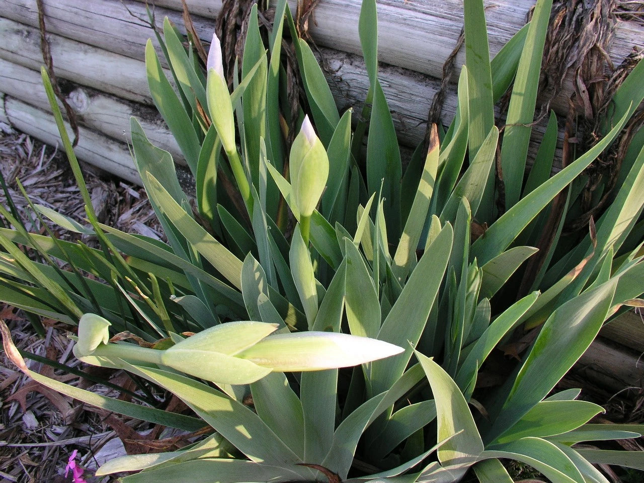 Bearded Iris White Two Rhizomes - Flower Seeds