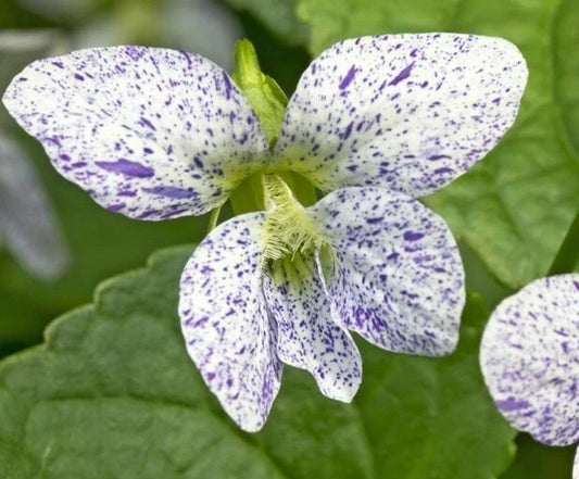 Freckled Blue Violet Viola Sororia Native Perennial Flower Seeds