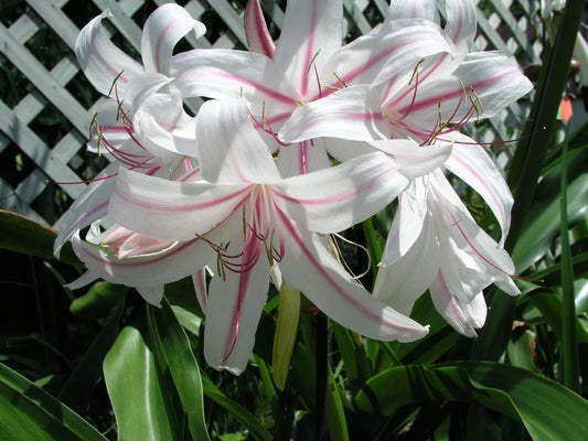 Crinum Lily Exotica Jumbo Blooming-size Bulb New Amazing - Flower
