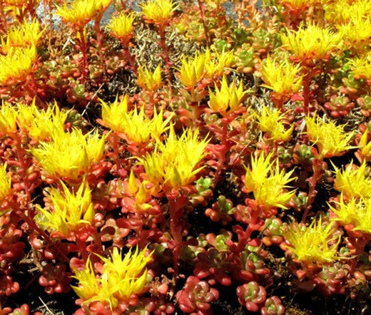 Sedum Oregon Stonecrop Sedum Hybridum – Hardy Ground Cover Flower Seeds