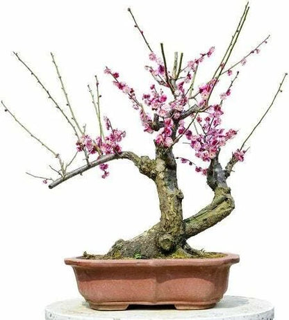 Flowering Plum Prunus Triloba – Bonsai Tree Seeds