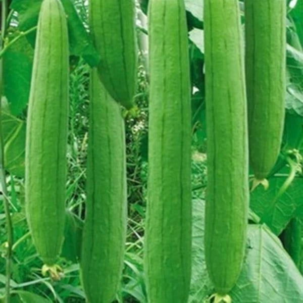 Smooth or Ridged gourdsAngled LuffaChinese OkraSponge gourdsLuffa Seeds - Flower Seeds
