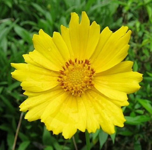 Lanceleaf Tickseed Coreopsis Lanceolata Perennial Flower Seeds