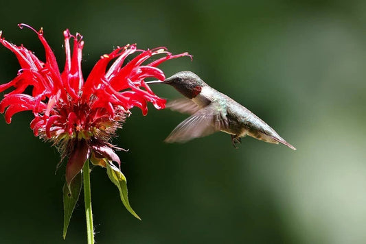 Bee Balm Monarda Didyma – Mixed Color Flower Seeds