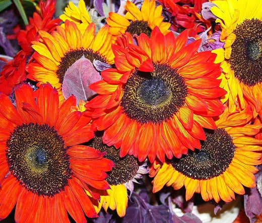 Sunflower Autumn Beauty Helianthus Annuus – Tall Garden Flower Seeds