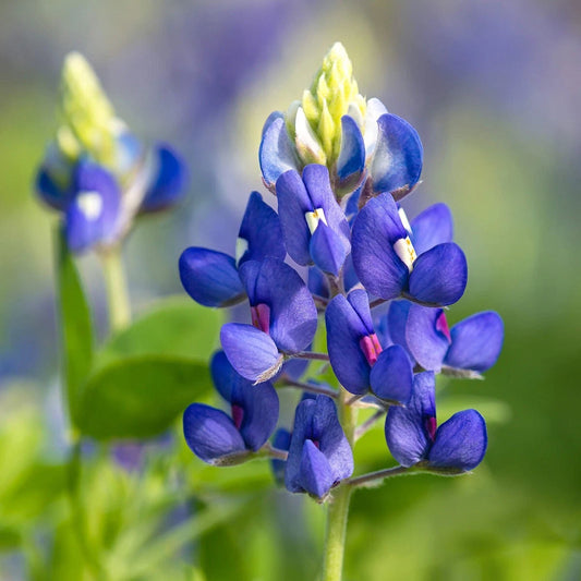 Texas Bluebonnet – Hardy Wildflower Garden Seeds