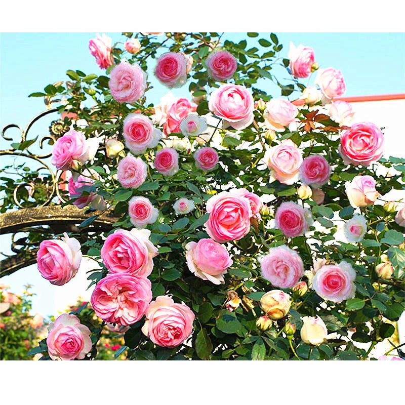 Climbing Rose Mix Color Trellis Flower Seeds