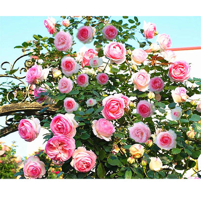 Climbing Rose Mix Color Trellis Flower Seeds