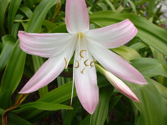 Crinum Lily Summer Nocturne Medium-size Bulb - Flower Seeds