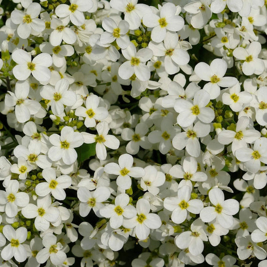Rockcress – Hardy Wildflower Garden Seeds